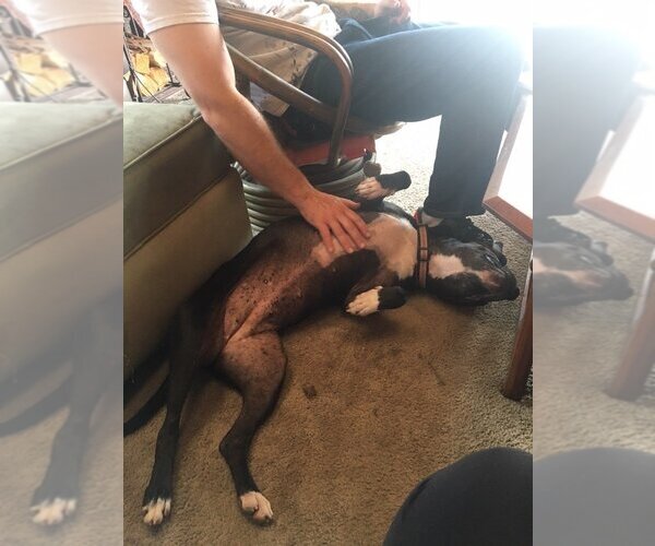 Medium Photo #7 American Pit Bull Terrier-American Staffordshire Terrier Mix Puppy For Sale in Dana Point, CA, USA