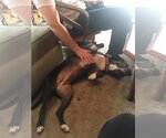 Small #6 American Pit Bull Terrier-American Staffordshire Terrier Mix