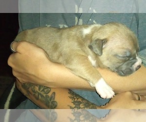 American Bully Puppy for sale in LAKE CITY, FL, USA