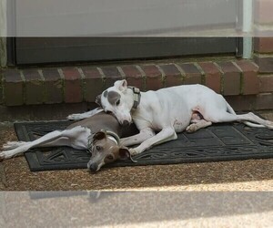 Father of the Italian Greyhound puppies born on 07/21/2026