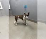 Small Huskies  Mix