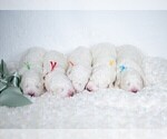 Small Photo #3 Maremma Sheepdog Puppy For Sale in CONWAY, MO, USA