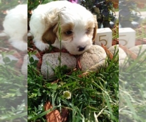 Cavachon Puppy for sale in SCOTTVILLE, MI, USA