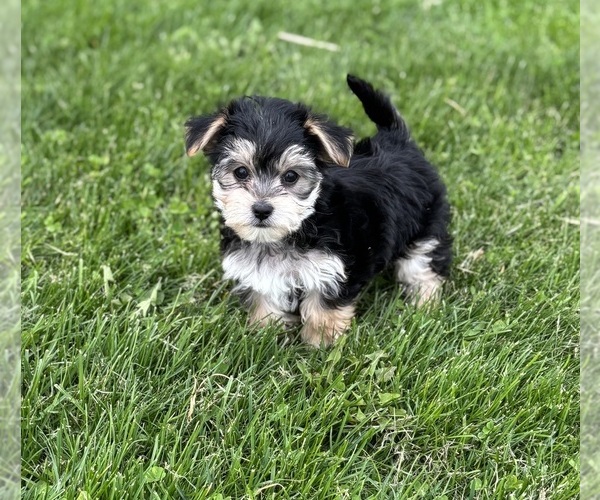 Medium Photo #3 Morkie Puppy For Sale in ROCK STREAM, NY, USA