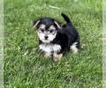 Small #2 Morkie