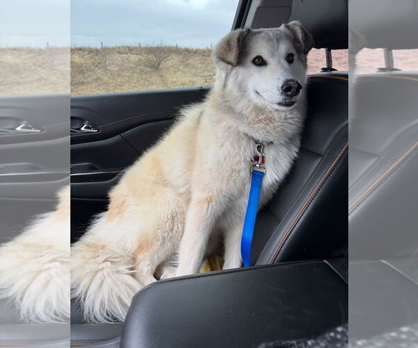 Medium Photo #10 Siberian Husky-Unknown Mix Puppy For Sale in Grafton, WI, USA