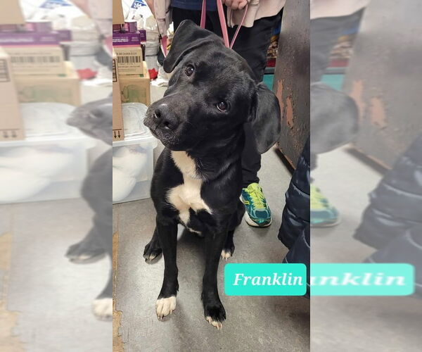 Medium Photo #4 Labrador Retriever Puppy For Sale in Richmond, IN, USA