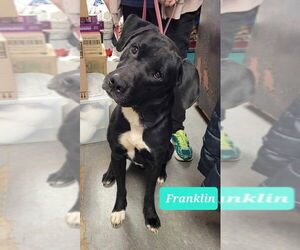 Franklin - Male Labrador Retriever Dog for Adoption - Photo #4