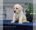 Small #1 Labrador Retriever