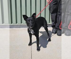 German Shepherd Dog-Unknown Mix Dogs for adoption in Louisville, KY, USA