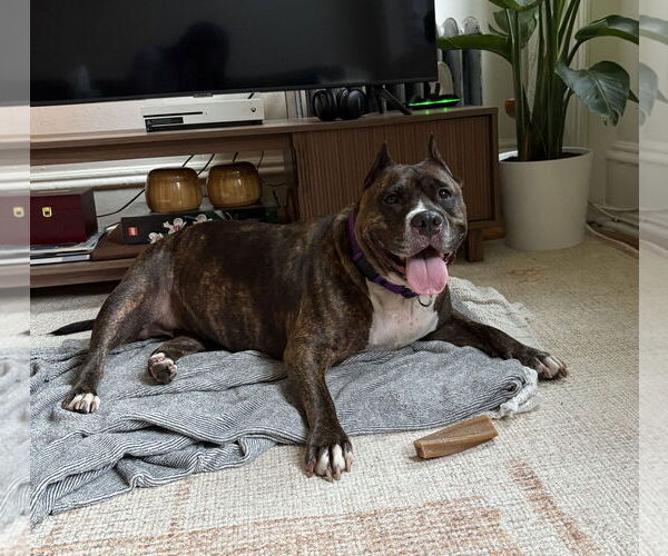 Medium Photo #57 Mutt Puppy For Sale in Philadelphia, PA, USA