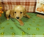 Small #4 Golden Retriever