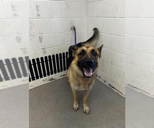 German Shepherd Dog Dogs for adoption in San Bernardino, CA, USA