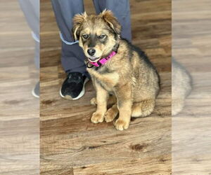 German Shepherd Dog-Unknown Mix Dogs for adoption in Polson, MT, USA