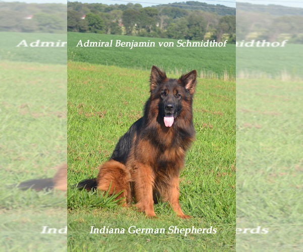 Medium Photo #1 German Shepherd Dog Puppy For Sale in CHRISNEY, IN, USA