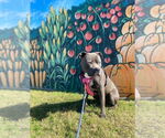 Small #16 American Staffordshire Terrier