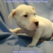 Small Photo #113 Dogo Argentino Puppy For Sale in JANE, MO, USA
