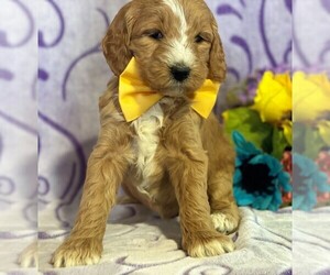 Goldendoodle Puppy for sale in LANCASTER, PA, USA