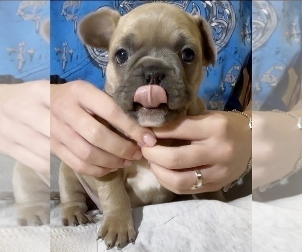 Medium Photo #9 French Bulldog Puppy For Sale in WEXFORD, PA, USA