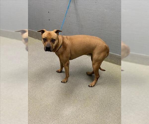 Medium Photo #1 Mutt Puppy For Sale in Las Vegas, NV, USA