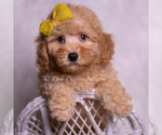 Small #5 Poodle (Toy)