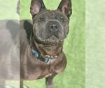 Small #2 Chinese Shar-Pei Mix