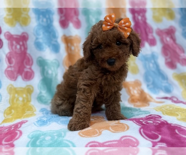 Medium Photo #1 Cavapoo (Miniature) Puppy For Sale in LAKELAND, FL, USA