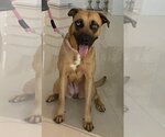 Small Photo #4 Shepradors Puppy For Sale in Miami, FL, USA