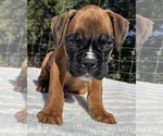 AKC Austin - Male Boxer Puppy for Sale - Photo #14