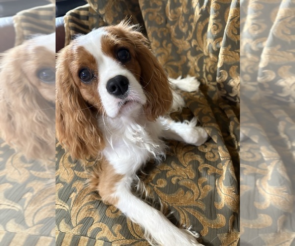 Medium Photo #4 Cavalier King Charles Spaniel Puppy For Sale in ABILENE, TX, USA