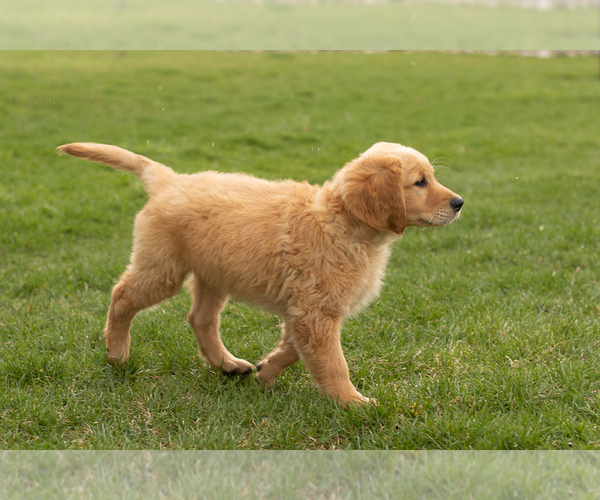 Medium Photo #1 Golden Retriever Puppy For Sale in WOLCOTTVILLE, IN, USA