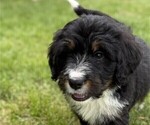 Small #1 Bernedoodle