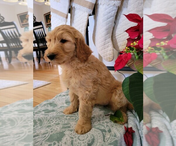 Medium Photo #4 Goldendoodle Puppy For Sale in RUTHERFORDTON, NC, USA