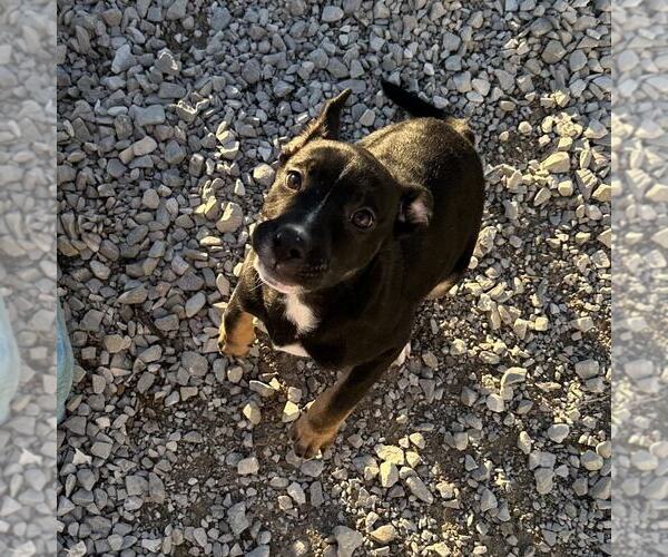 Medium Photo #4 American Pit Bull Terrier-German Shepherd Dog Mix Puppy For Sale in Evansville, IN, USA