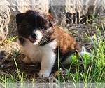 Small Photo #5 Rat Terrier Puppy For Sale in HESPERIA, MI, USA