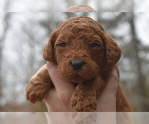 Poodle (Standard) Puppy for sale in BEEBE, AR, USA