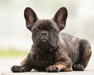 Small French Bulldog