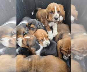 Basset Hound Litter for sale in GREENLEAF, WI, USA