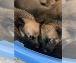 Small Photo #5 Malinois Puppy For Sale in SAN MARCOS, CA, USA