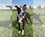 Small #1 Labrador Retriever Mix