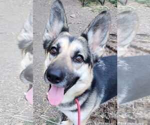 German Shepherd Dog Dogs for adoption in Lafayette, CA, USA