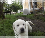 Small Photo #1 Labrador Retriever Puppy For Sale in DAVENPORT, IA, USA