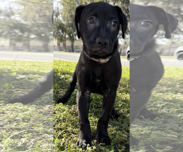 Medium Photo #7 Catahoula Leopard Dog-Unknown Mix Puppy For Sale in Sanford, FL, USA