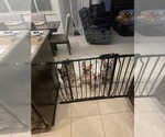 Small #1 French Bulldog
