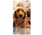 Small #1 Golden Retriever