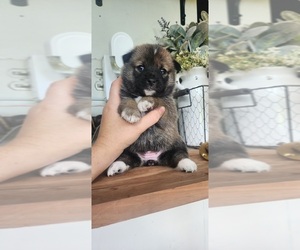 Shiba Inu Puppy for sale in HUBBARDSTON, MA, USA