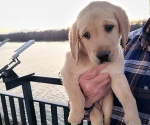 Labrador Retriever Puppy for sale in QUINCY, IL, USA