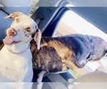 Small Photo #1 American Pit Bull Terrier-Catahoula Leopard Dog Mix Puppy For Sale in PLAINFIELD, IL, USA