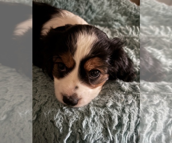 Medium Photo #6 Cavachon Puppy For Sale in OLYMPIA, WA, USA