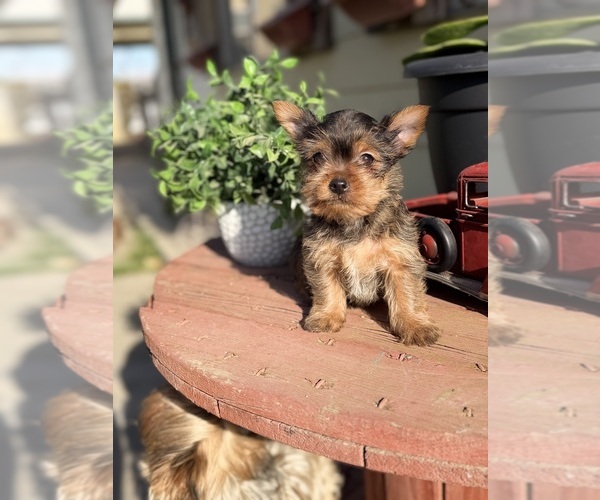 Medium Photo #6 Yorkshire Terrier Puppy For Sale in MADERA, CA, USA